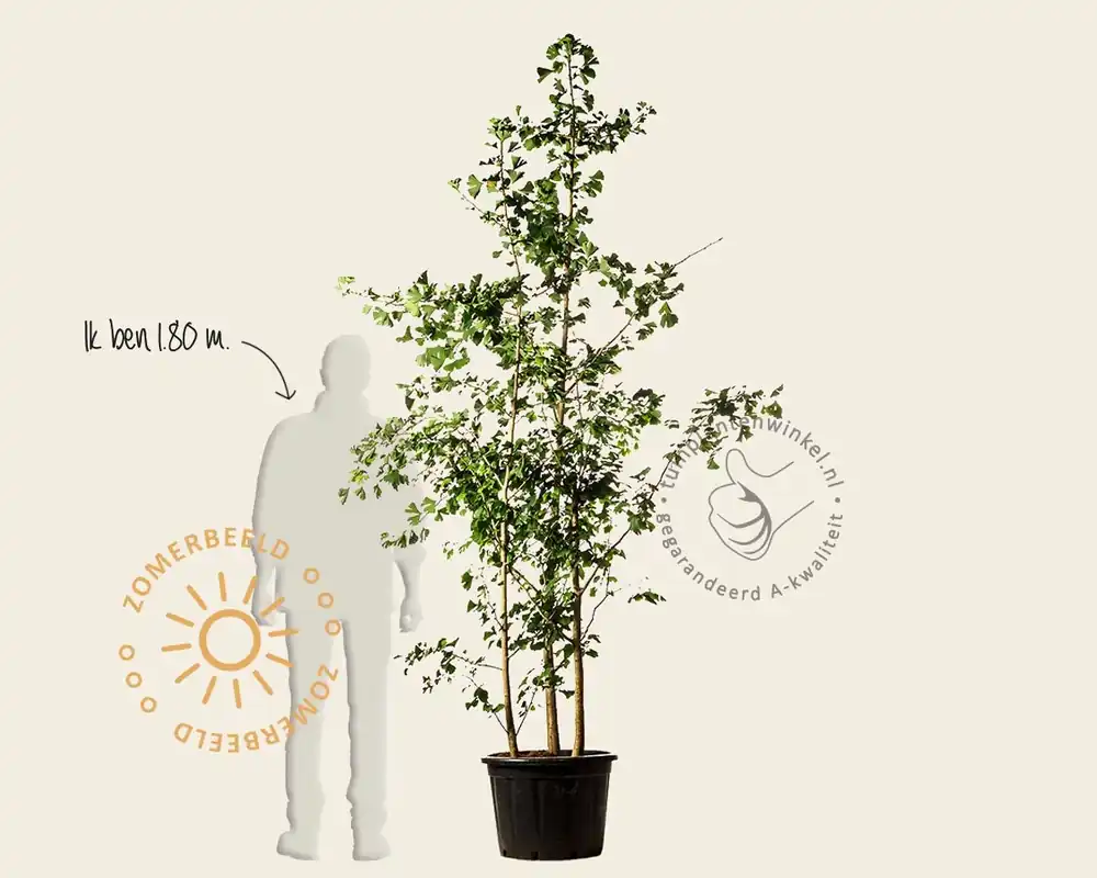 Actie loopt bijna af | Ginkgo biloba - 3-stam