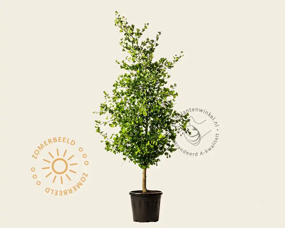 Nog maar enkele beschikbaar | Ginkgo biloba ‘Blagon‘