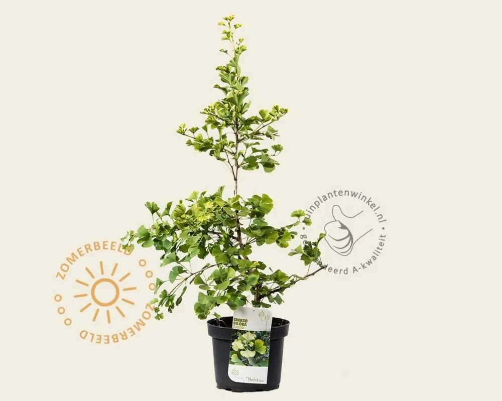 Actieprijs | Ginkgo biloba ‘David‘