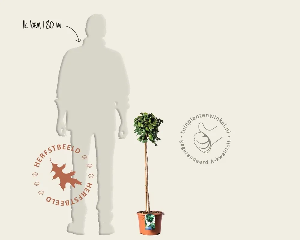 Ginkgo biloba ‘Mariken‘ - op stam | Direct beschikbaar