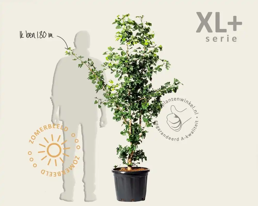Sale - Ginkgo biloba - XL+