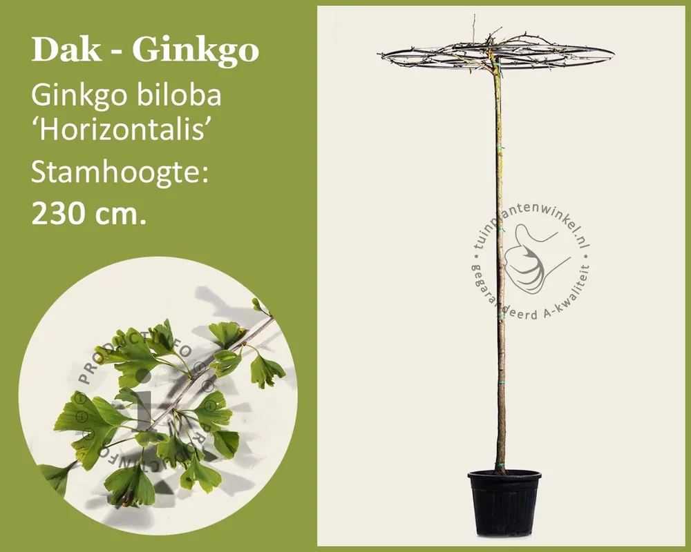 Ginkgo dakboom | Deal