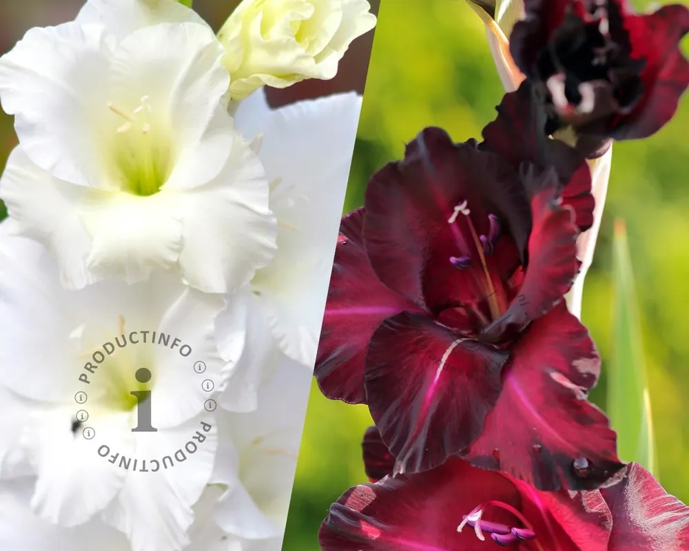 Gladiolus Black & White Mix - Nieuw binnen