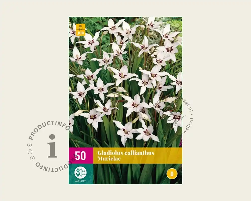 Bestel vandaag - Gladiolus callianthus murielae
