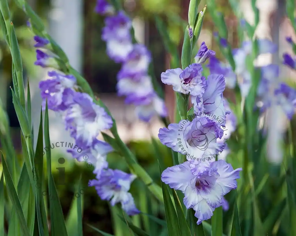 Voordeelprijs - Gladiolus ‘Cote d‘Azur‘