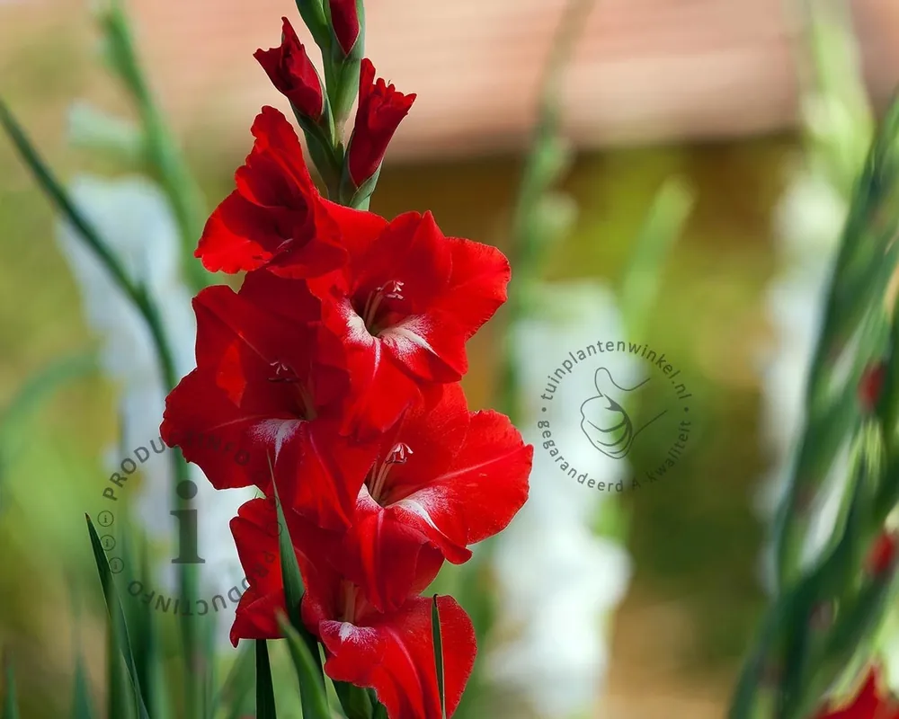 Dagdeal | Gladiolus ‘Oscar‘
