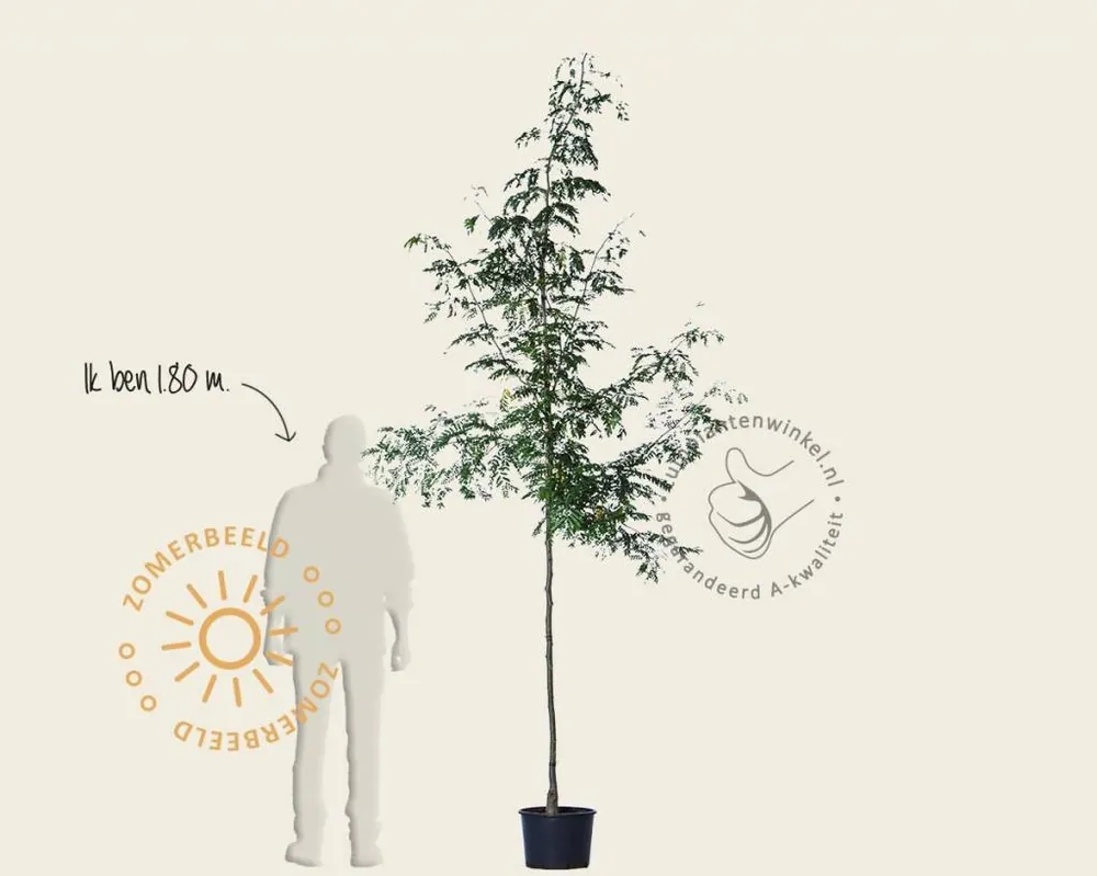 Nieuw gelanceerd | Gleditsia triacanthos ‘Draves‘
