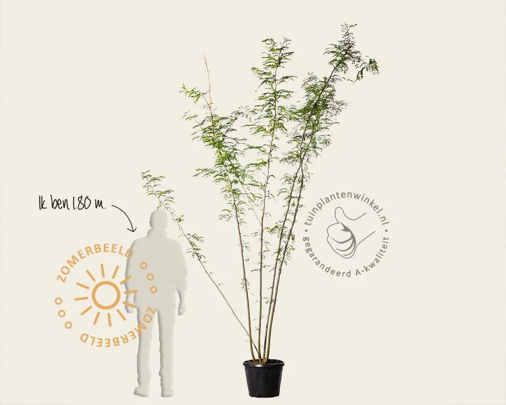 Vanaf nu beschikbaar - Gleditsia triacanthos f. inermis - meerstammig
