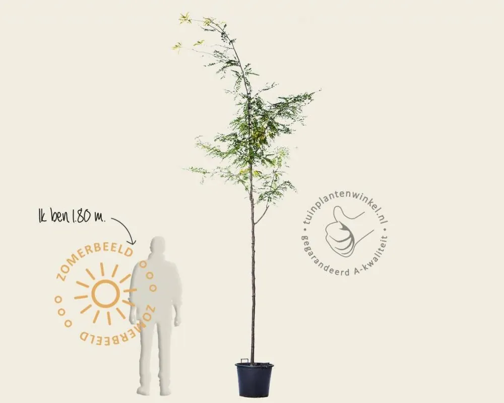 Direct kopen - Gleditsia triacanthos ‘Sunburst‘