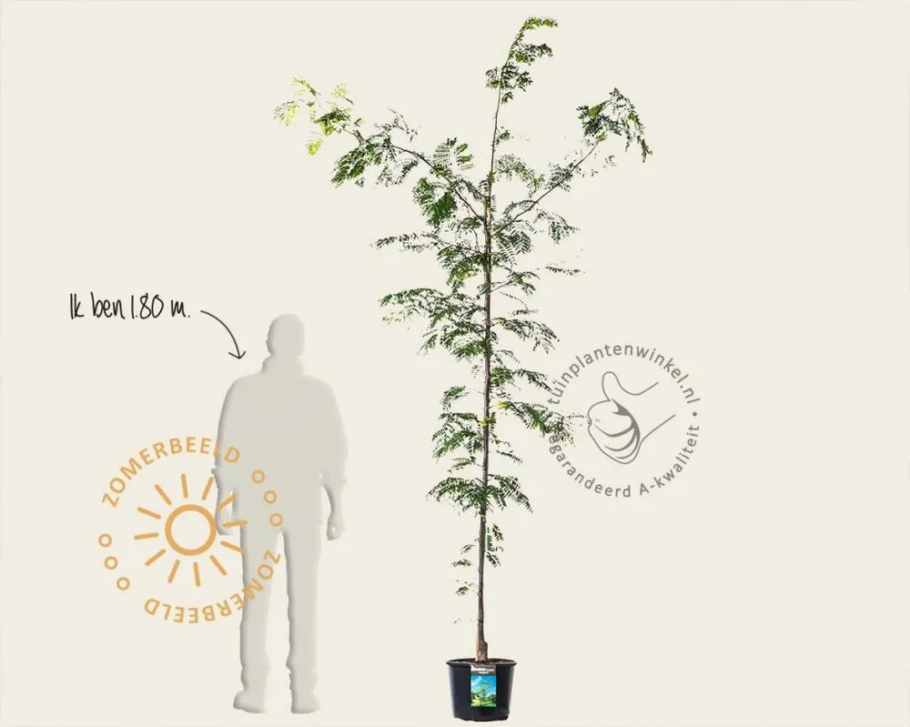 Gleditsia triacanthos ‘Sunburst‘ | Veilig betalen