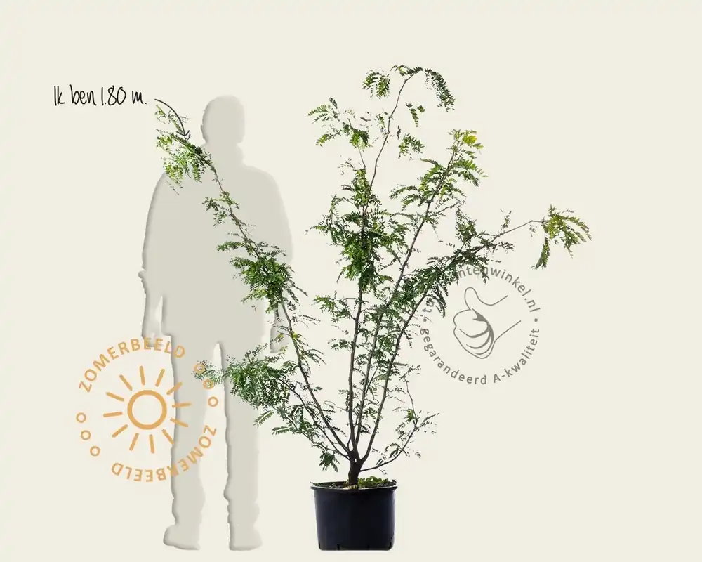 Gleditsia triacanthos ‘Sunburst‘ - meerstammig | Nog enkele stuks