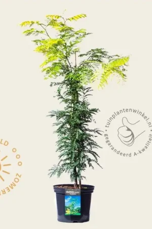 Zolang de voorraad strekt | Gleditsia triacanthos ‘Sunburst‘ - XL