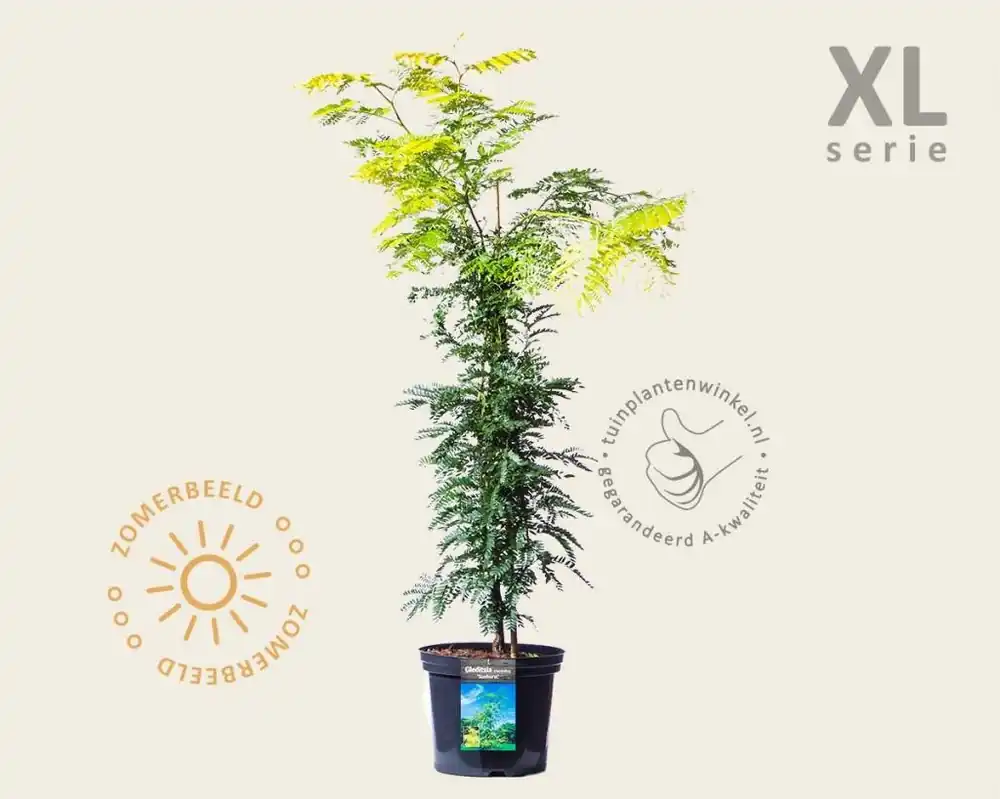 Zolang de voorraad strekt | Gleditsia triacanthos ‘Sunburst‘ - XL