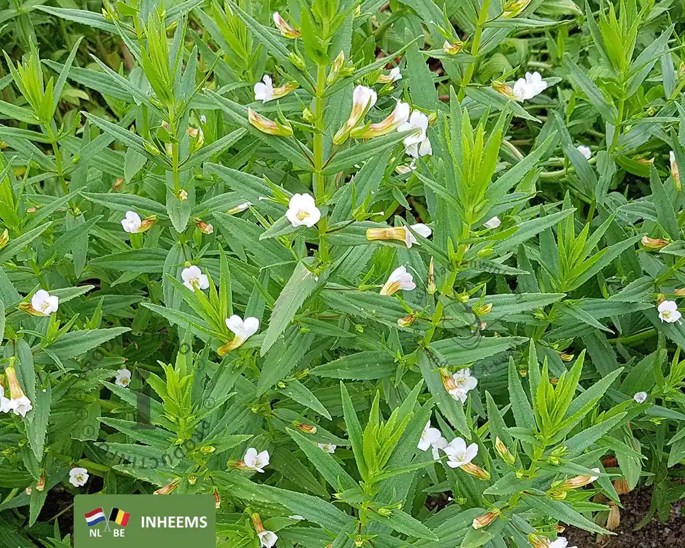 Koopje - Gratiola officinalis