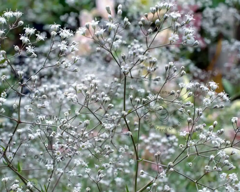 Voordelig | Gypsophila paniculata