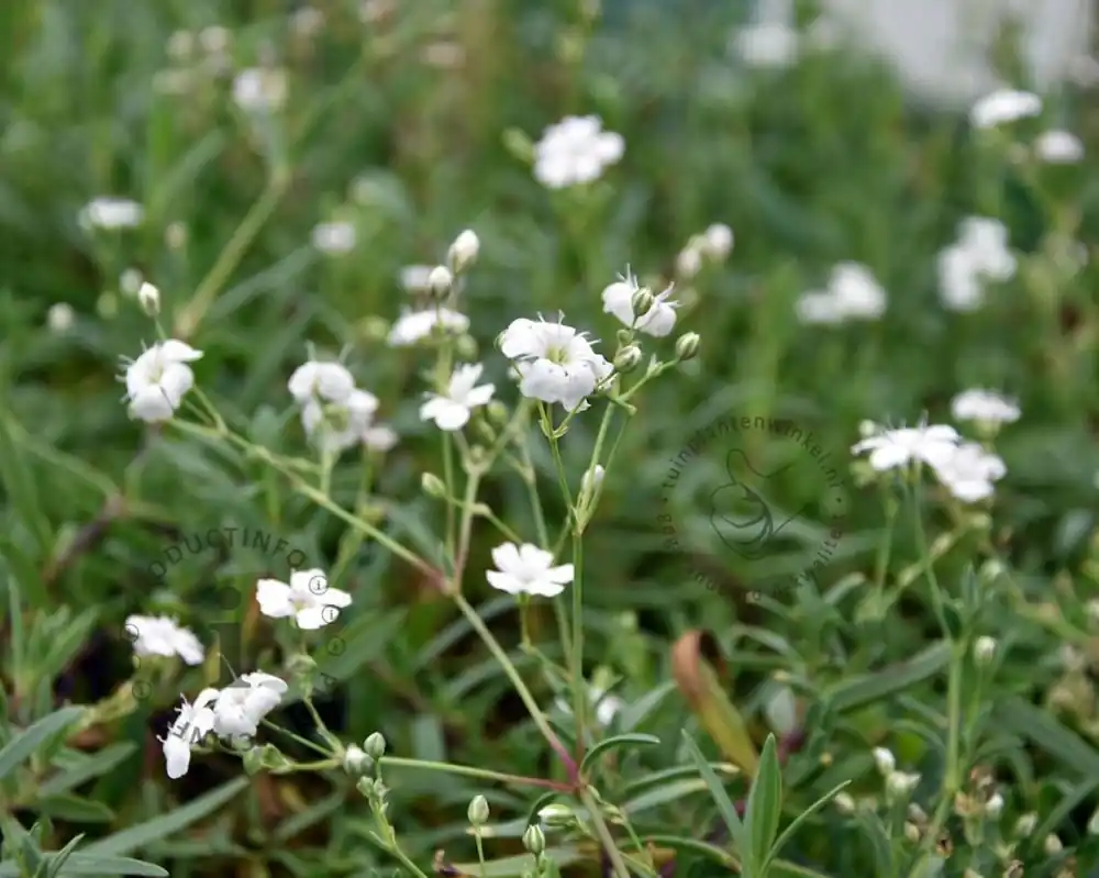 Topprijs | Gypsophila repens ‘Alba‘