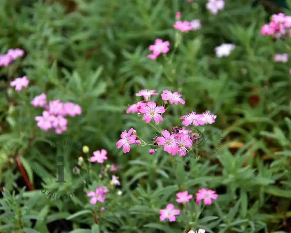 Deal | Gypsophila repens ‘Rosea‘