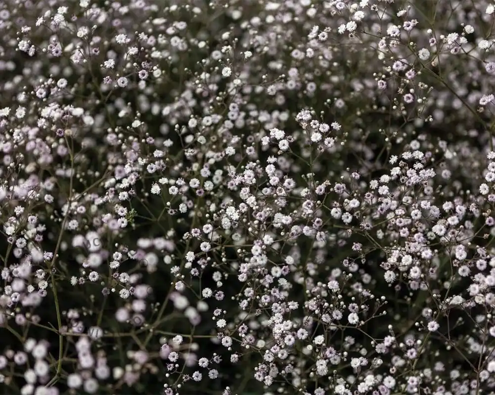 Premium - Gypsophila ‘Rosenschleier‘