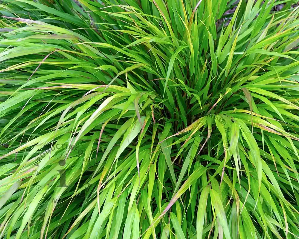Scherpe prijs | Hakonechloa macra