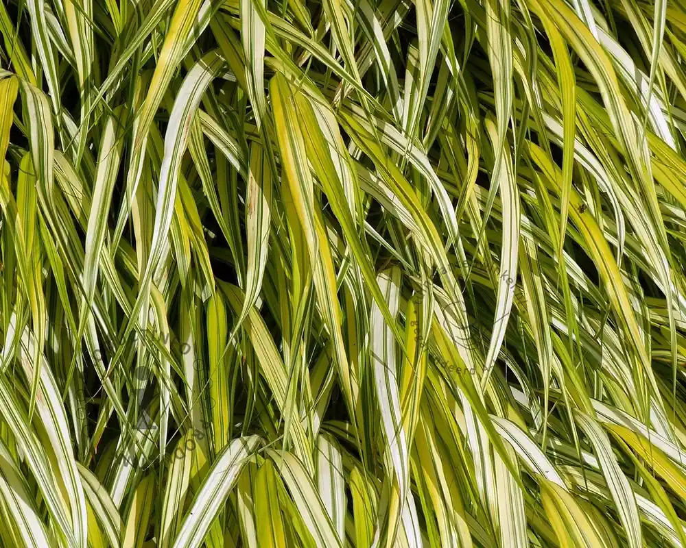 Hakonechloa macra ‘Aureola‘ - Populair