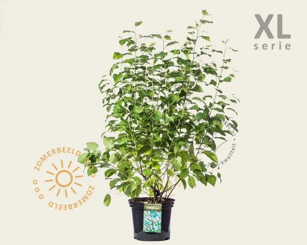 Nog maar een paar beschikbaar | Halesia carolina - XL