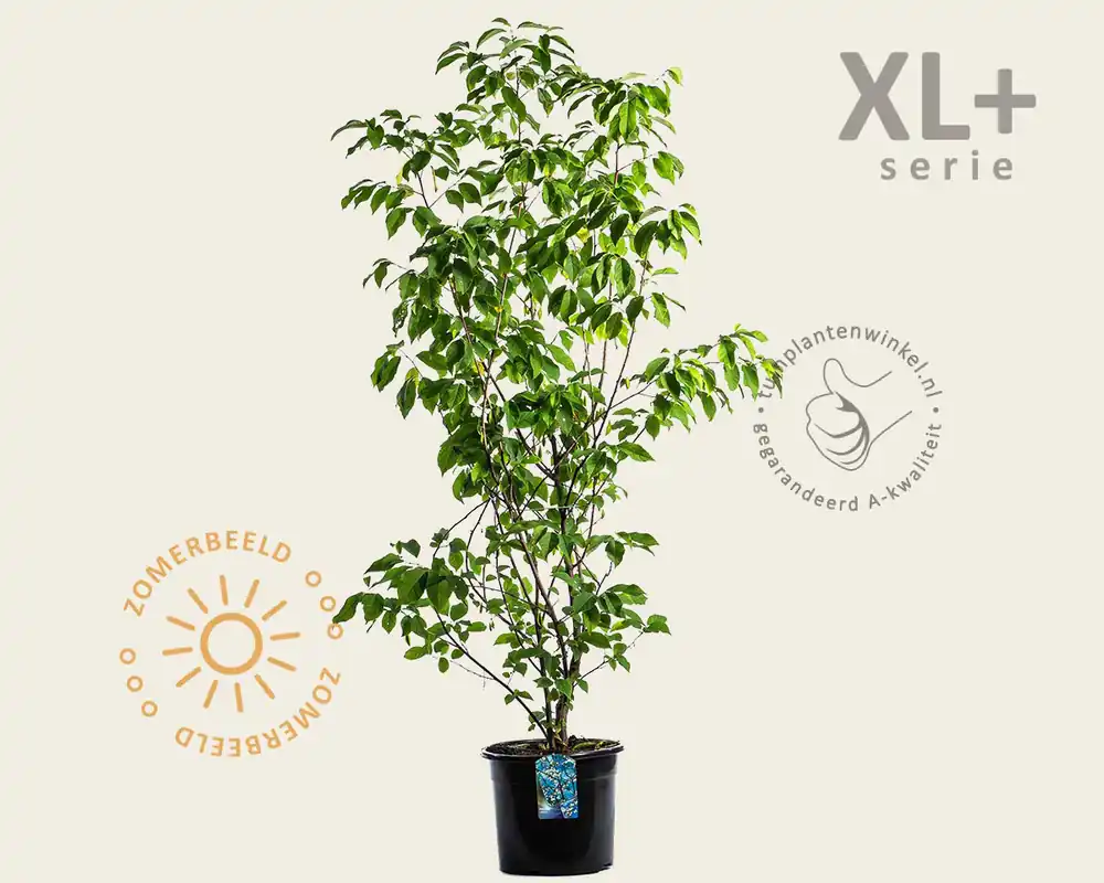Halesia carolina - XL+ - Expreslevering