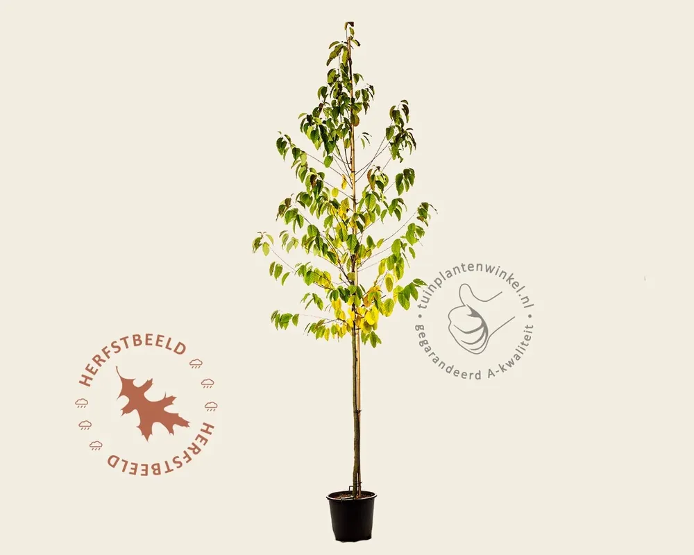 Halesia monticola - hoogstam - Bespaar nu
