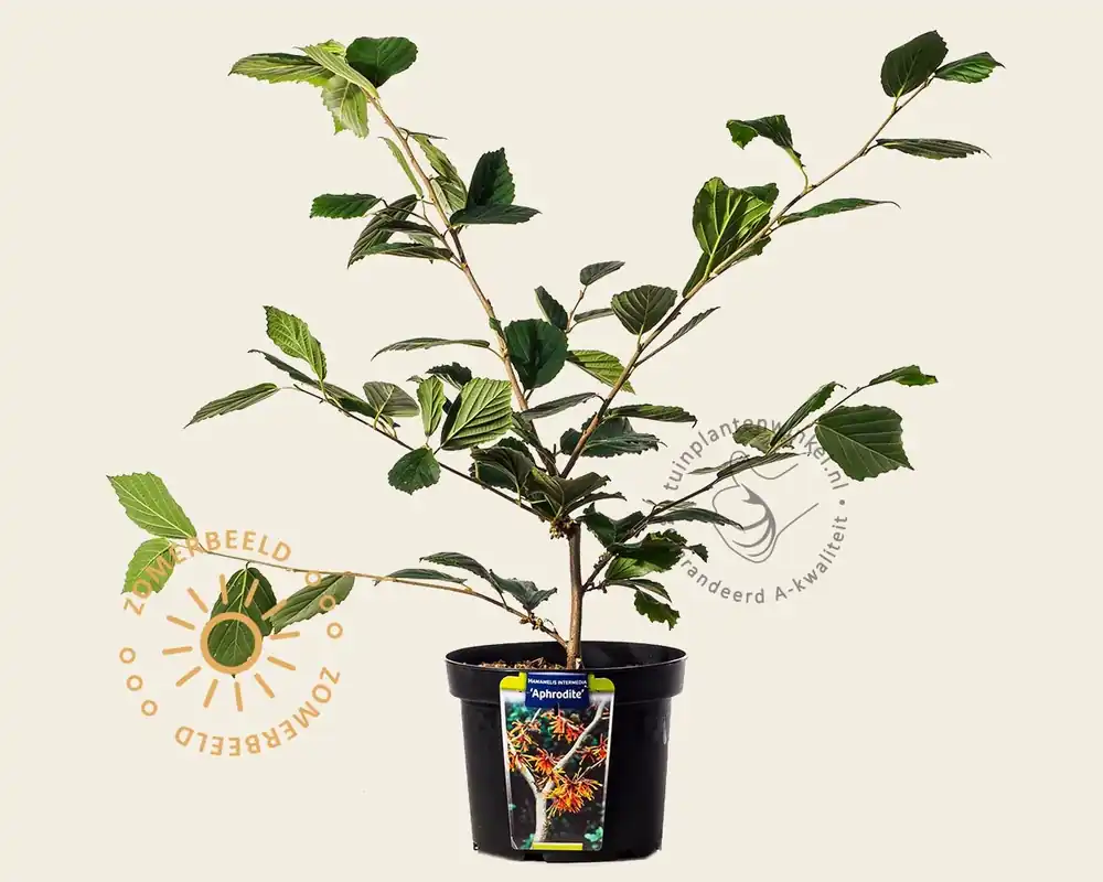 Hamamelis x intermedia ‘Aphrodite‘ | Topdeal