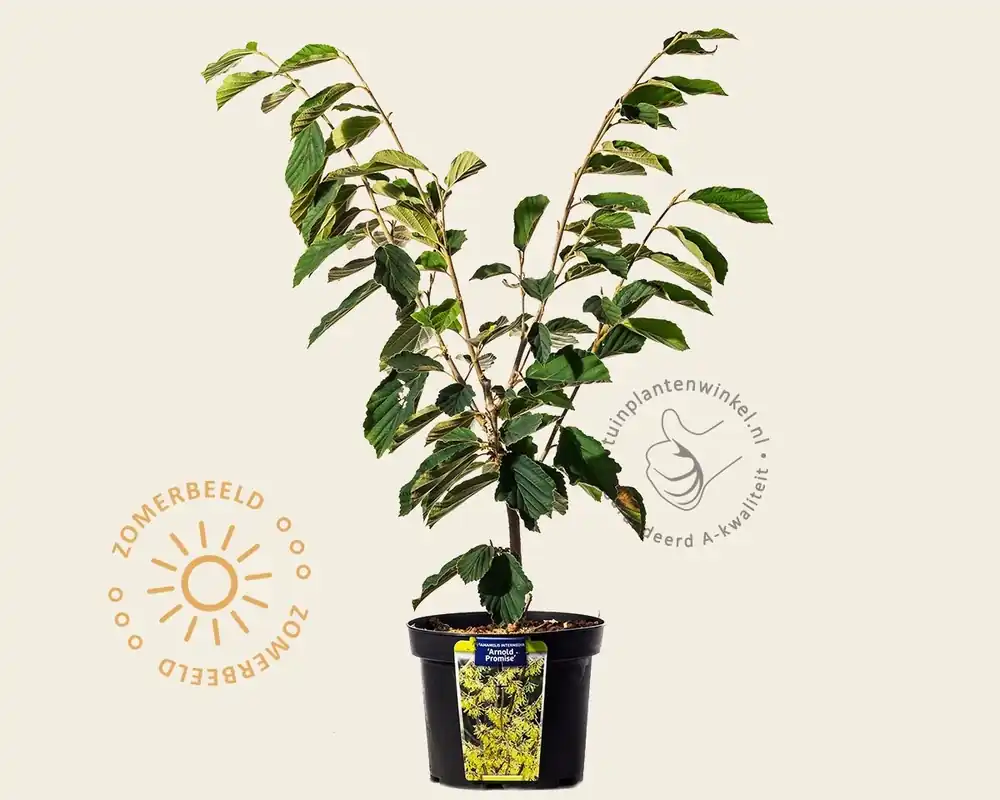 Hamamelis x intermedia ‘Arnold Promise‘ | Nieuw gelanceerd