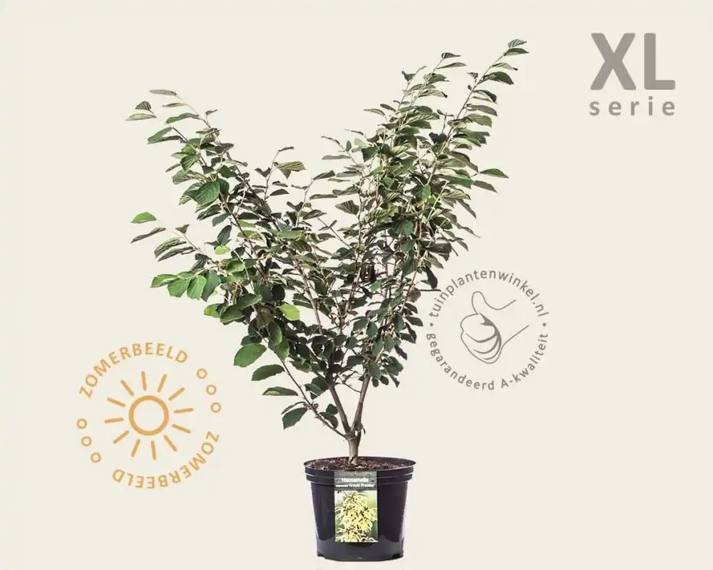 Hamamelis x intermedia ‘Arnold Promise‘ - XL - Klantfavoriet