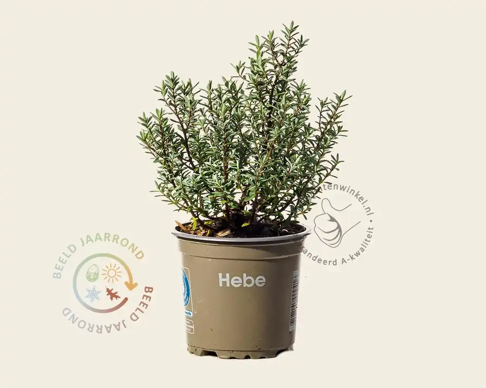 Nieuw in het assortiment - Hebe pimeleoides