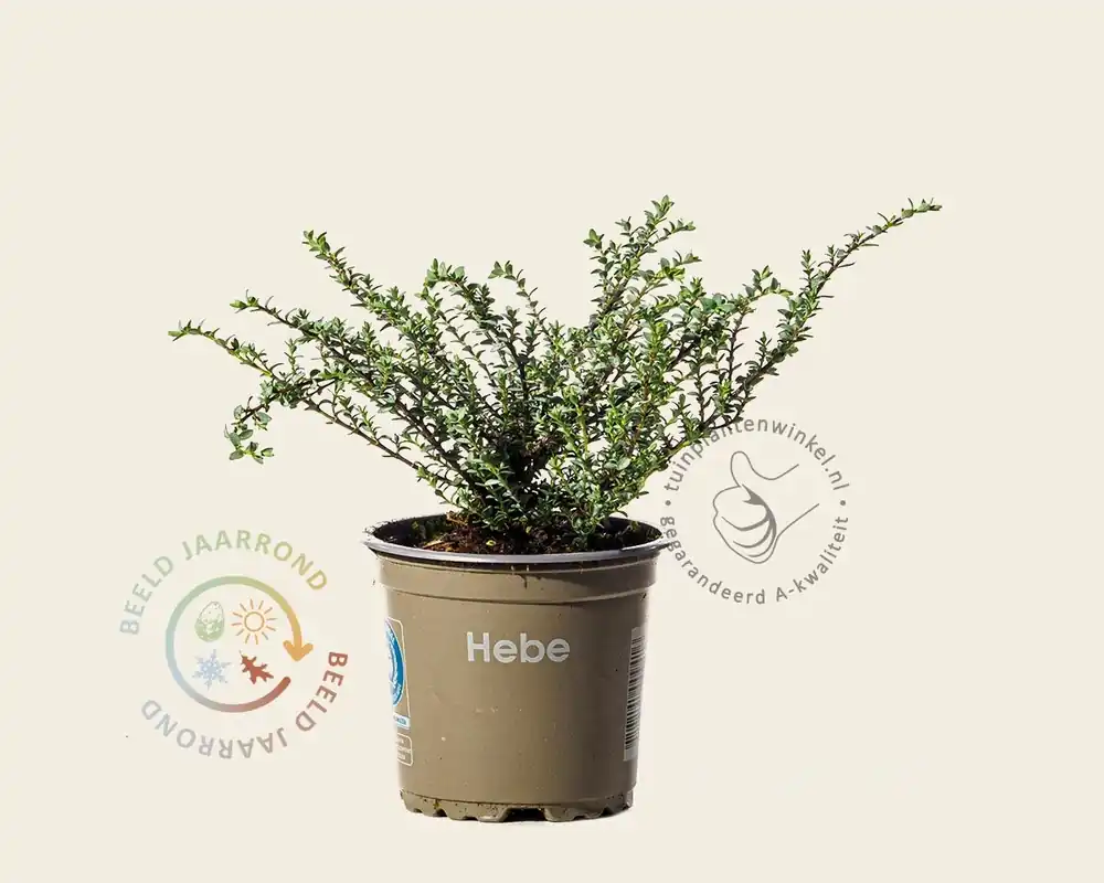 Hebe pimeleoides ‘Quicksilver‘ - Beperkte voorraad