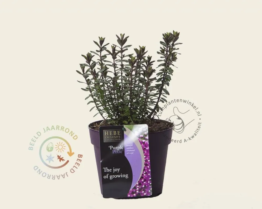 Hebe ‘Purple Pixie‘ | Laatste stuks