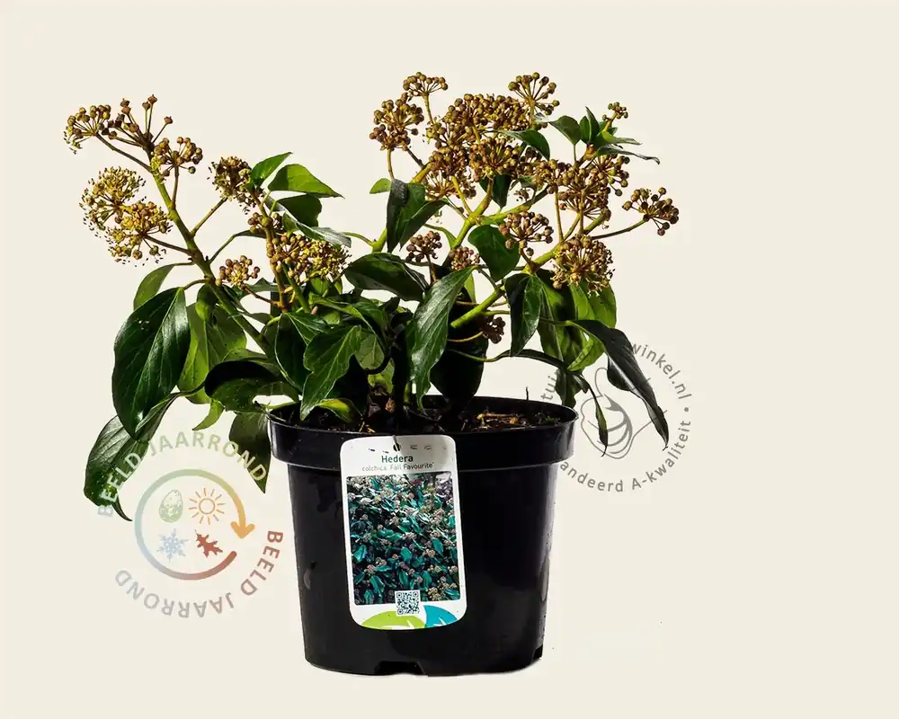 Favoriet van klanten | Hedera colchica ‘Fall Favourite‘