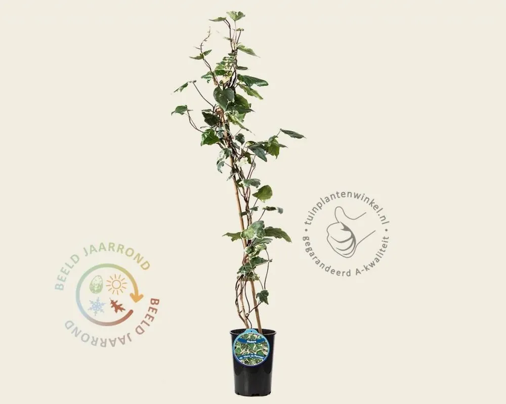 Hedera colchica ‘Gloire de Marengo‘ - Expreslevering