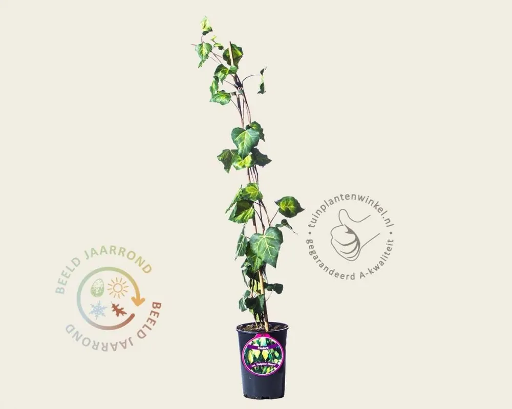 Veilig betalen | Hedera colchica ‘Sulphur Heart‘