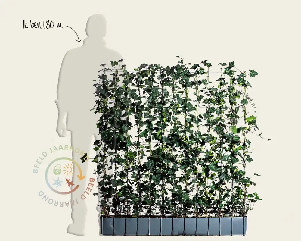 Hedera haag kant en klaar - Hedera hibernica | Makkelijk bestellen