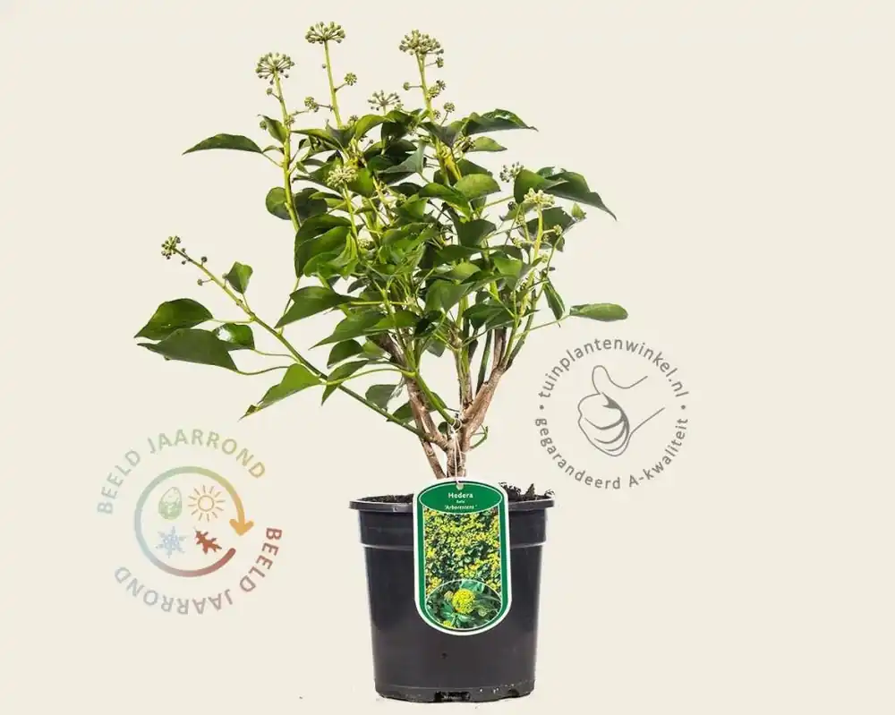 Nieuw gelanceerd | Hedera helix ‘Arborescens‘