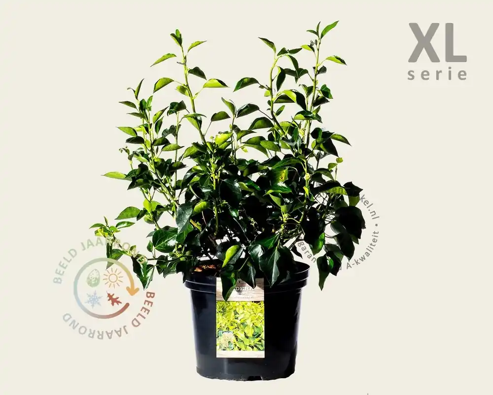 Snelle levering - Hedera helix ‘Arborescens‘ - XL