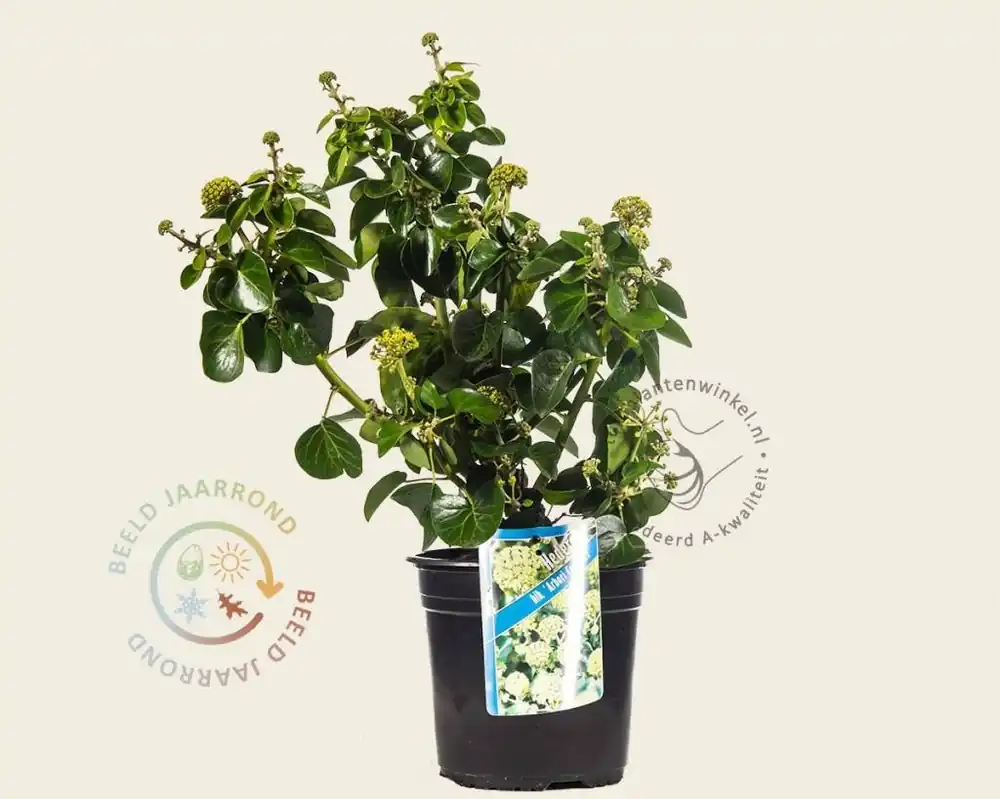 Hedera helix ‘Arbori Compact‘ | Laatste dagen