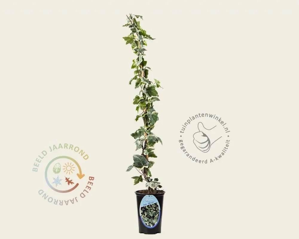 Voeg toe aan winkelwagen - Hedera helix ‘Glacier‘