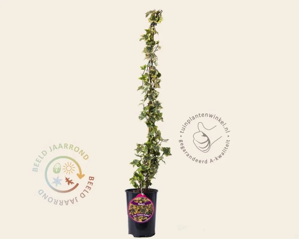 Fabrieksprijs - Hedera helix ‘Golden Kolibri‘