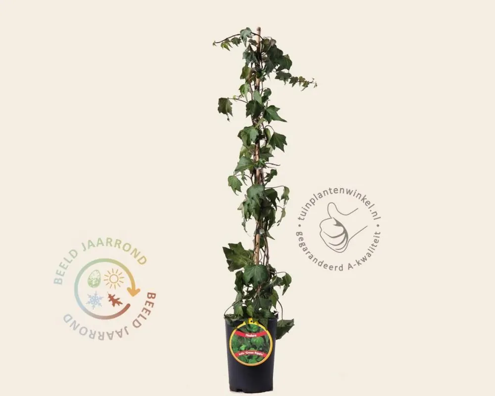 Hedera helix ‘Green Ripple‘ | Klaar voor verzending