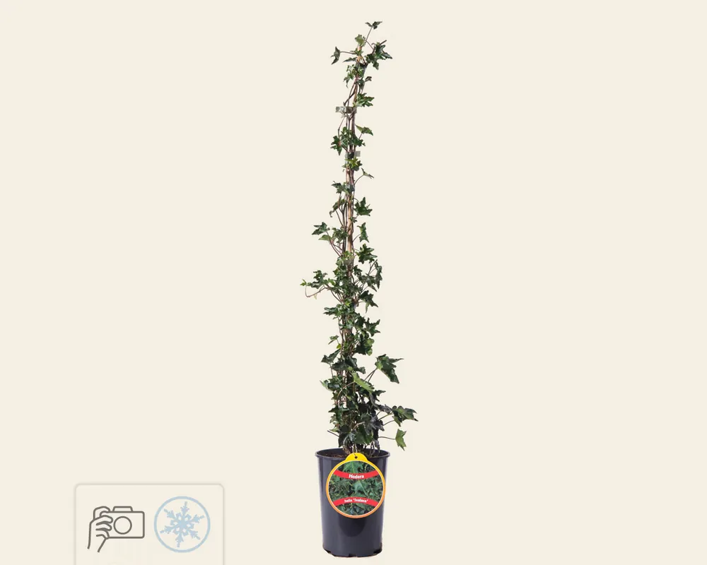 Hedera helix ‘Ivalace‘ | Rechtstreeks uit de fabriek
