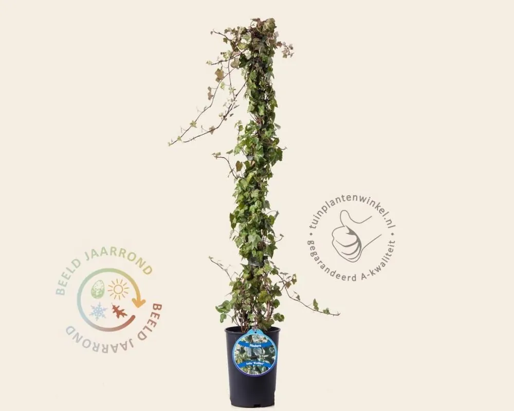 Direct kopen - Hedera helix ‘Kolibri‘