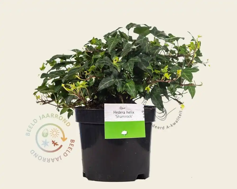Net binnen - Hedera helix ‘Shamrock‘
