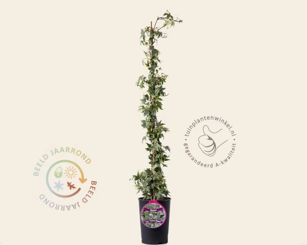 Superprijs - Hedera helix ‘Yellow Ripple‘