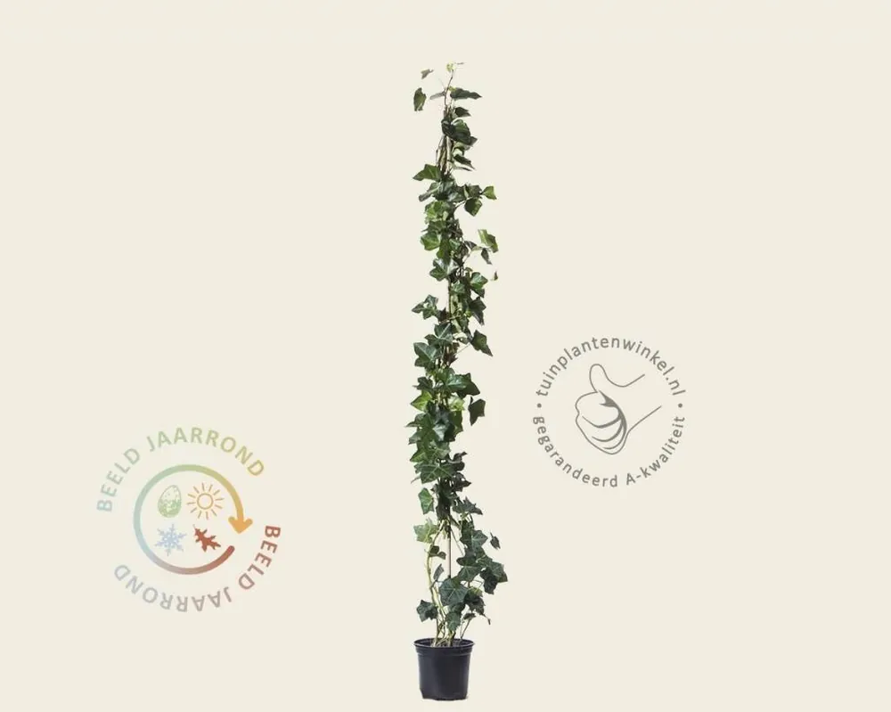 Hedera hibernica 60/80 - Hoge kwaliteit