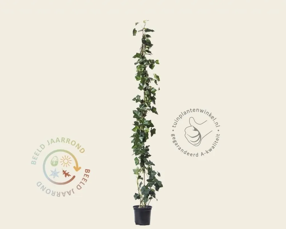 Nog maar een paar beschikbaar | Hedera hibernica 80/100