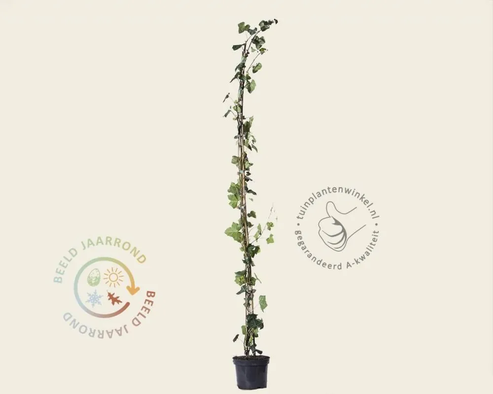 Hedera hibernica 125/150 - Aanbieding loopt bijna af